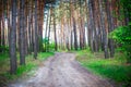 Beautiful morning pine forest Royalty Free Stock Photo