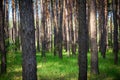 Beautiful morning pine forest Royalty Free Stock Photo