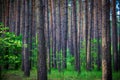 Beautiful morning pine forest Royalty Free Stock Photo