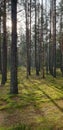 beautiful morning pine forest in the sun Royalty Free Stock Photo