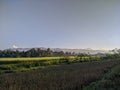 beautiful morning rice field landscape