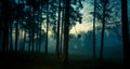 A beautiful morning scene with fog in the town park. Soft, diffused light over the trees in misty park.