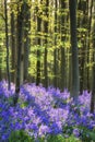 Beautiful morning in Spring bluebell forest with sun beams through trees