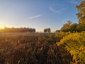 Beautiful morning sunrise landscape, dense vegetation