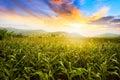 Beautiful morning sunrise over the corn field Royalty Free Stock Photo