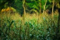 Beautiful morning sunrise over the corn field Royalty Free Stock Photo