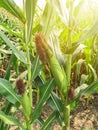 Beautiful morning sunrise over the corn field Royalty Free Stock Photo