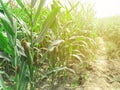 Beautiful morning sunrise over the corn field Royalty Free Stock Photo