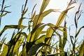 Beautiful morning sunrise over the corn field close up view Royalty Free Stock Photo