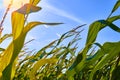 Beautiful morning sunrise over the corn field close up view Royalty Free Stock Photo