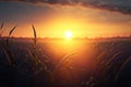 Beautiful morning sunrise over the corn field