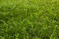 Beautiful morning sunrise over the corn field, indonesia. Royalty Free Stock Photo