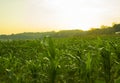 Beautiful morning sunrise over the corn field, indonesia. Royalty Free Stock Photo