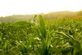 Beautiful morning sunrise over the corn field, indonesia. Royalty Free Stock Photo