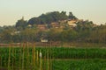 Beautiful morning sunrise over the corn field, indonesia. Royalty Free Stock Photo