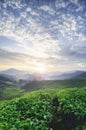 Beautiful morning during sunrise at tea farm. green tea tree. stunning layer of the hill and dramatic clouds with blue sky Royalty Free Stock Photo