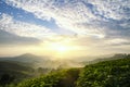 Beautiful morning, tea plantation scenery over sunrise background and stunning sky at Cameron Highland, Malaysia Royalty Free Stock Photo