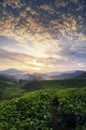 Beautiful morning, tea plantation scenery over sunrise background and stunning sky at Cameron Highland, Malaysia Royalty Free Stock Photo