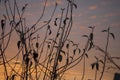 Beautiful morning and winter bright sunrise in January. Silhouettes of grass