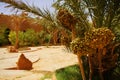 A beautiful moroccan garden with date palm trees with riping dat