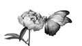 Beautiful morpho butterfly on a flower on a white background. copy spaces. peony flower and butterfly black and white Royalty Free Stock Photo