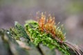 Beautiful moss background in the forest Royalty Free Stock Photo