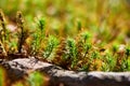 Beautiful moss background in the forest Royalty Free Stock Photo