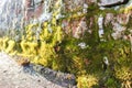 Beautiful moss on a brick wall close up lit by the sun Royalty Free Stock Photo