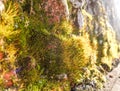 Beautiful moss on a brick wall close up lit by the sun Royalty Free Stock Photo