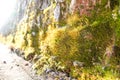 Beautiful moss on a brick wall close up lit by the sun Royalty Free Stock Photo