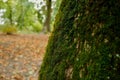 Beautiful moss on a close-up of a chestnut tree Royalty Free Stock Photo