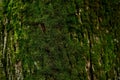 Beautiful moss on a close-up of a chestnut tree Royalty Free Stock Photo