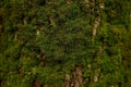 Beautiful moss on a close-up of a chestnut tree Royalty Free Stock Photo