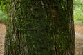 Beautiful moss on a close-up of a chestnut tree Royalty Free Stock Photo