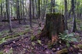 Beautiful moss covered tree stump in middle of forest Royalty Free Stock Photo