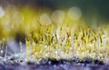 Beautiful moss and drops Royalty Free Stock Photo