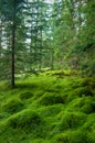 Wood deep moss in the forest. Green moss in the Carpathians. Royalty Free Stock Photo