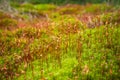 Wood deep moss in the forest. Green moss in the Carpathians. Royalty Free Stock Photo