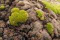 Beautiful moss and lichen covered stone. Bright green moss Background textured in nature. Royalty Free Stock Photo