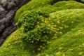 Beautiful moss and lichen covered stone. Bright green moss Background textured in nature. Royalty Free Stock Photo