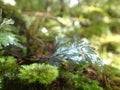 Beautiful moss on rakiura track