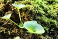 Moss texture with plant on a tree bark Royalty Free Stock Photo