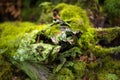 Beautiful mossy abstract images on the surface of an old log. Old fallen tree stump in green moss. Green background. Natural Royalty Free Stock Photo
