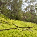 Beautiful mossy foresty