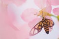 Beautiful moth Amata perixanthia rests on cherry blossom, insect, nature