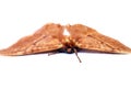 BEAUTIFUL MOTH