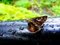 Beautiful moth on a black and wet surface