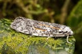 Beautiful moth in Borneo Island Royalty Free Stock Photo