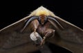 Beautiful moth front view