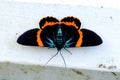 Beautiful moth Milionia basalis Royalty Free Stock Photo